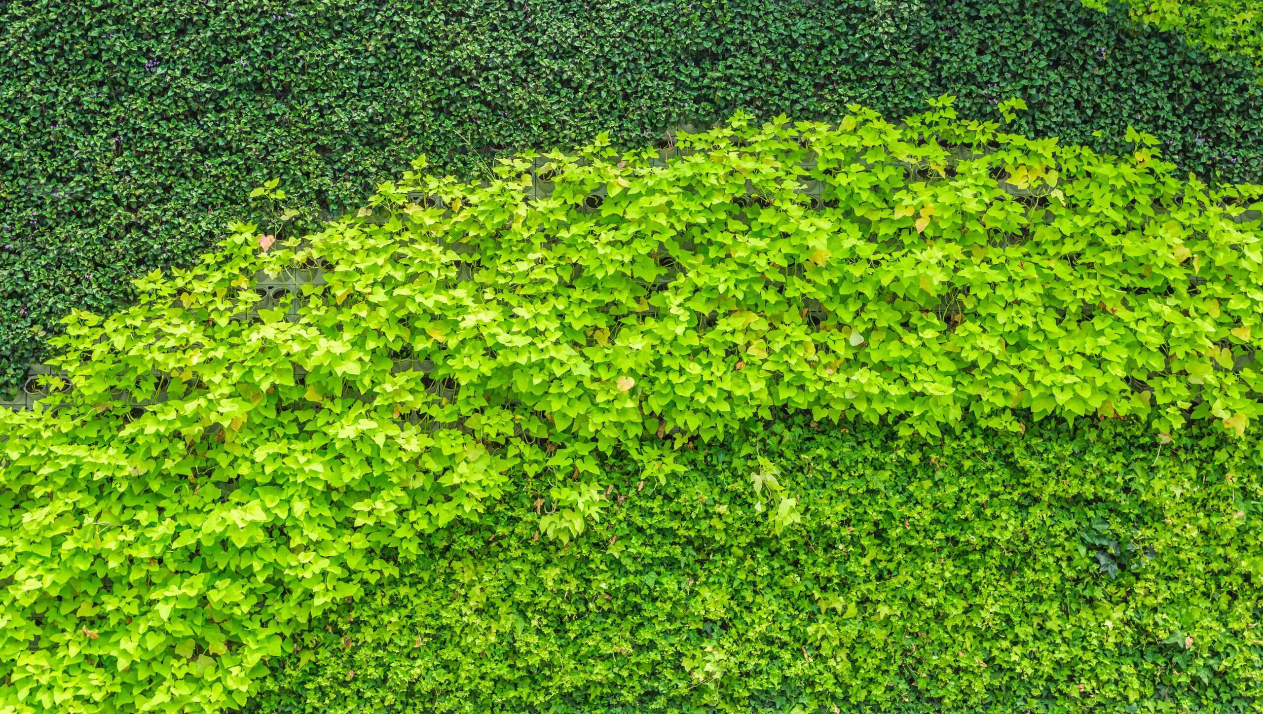 Why Businesses Are Investing in Artificial Green Walls in Singapore