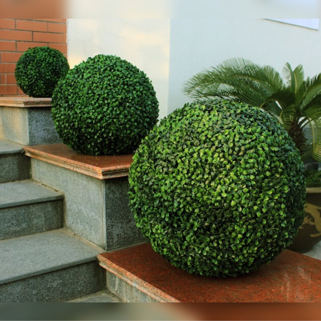 Topiary Boxwood