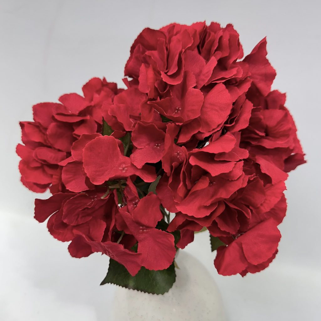 Hydrangea Bush x 5 flowers head per bush Afaux103