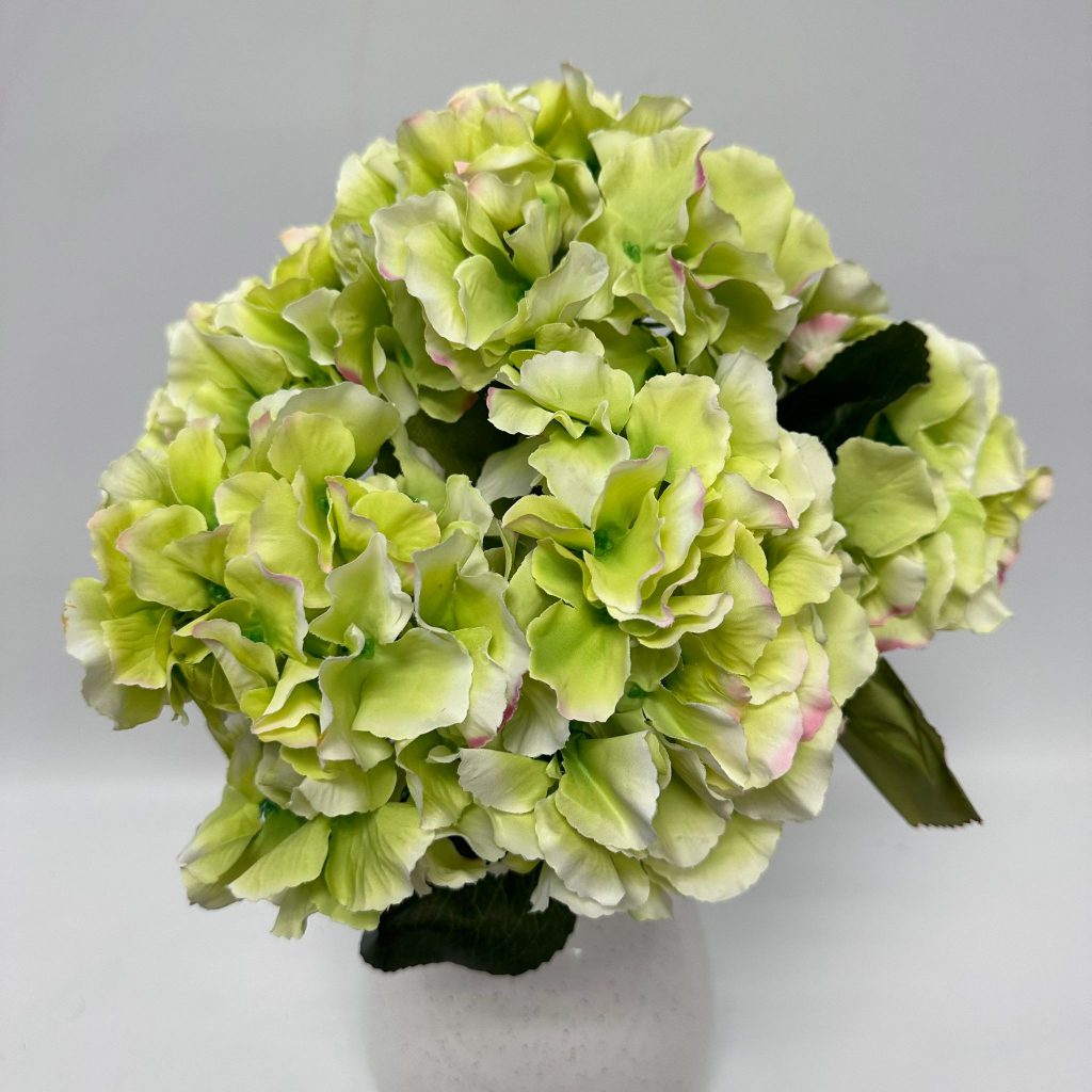 Hydrangea Bush x 5 flowers head per bush Afaux103
