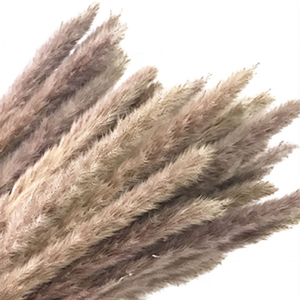 (Mini) Naturally Dried Pampas Grass 70cm Home Decoration Flower Arrangement Reed Bouquet Birthday Gift Aplnt648
