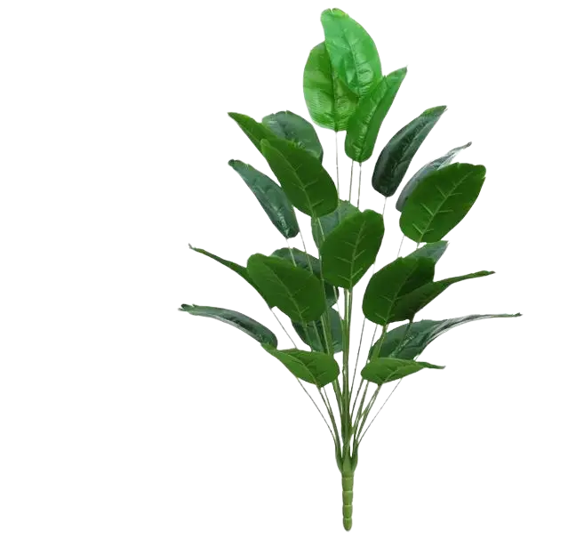 24-Leaf Traveler’s Banana (Split Type) Afoil255-1