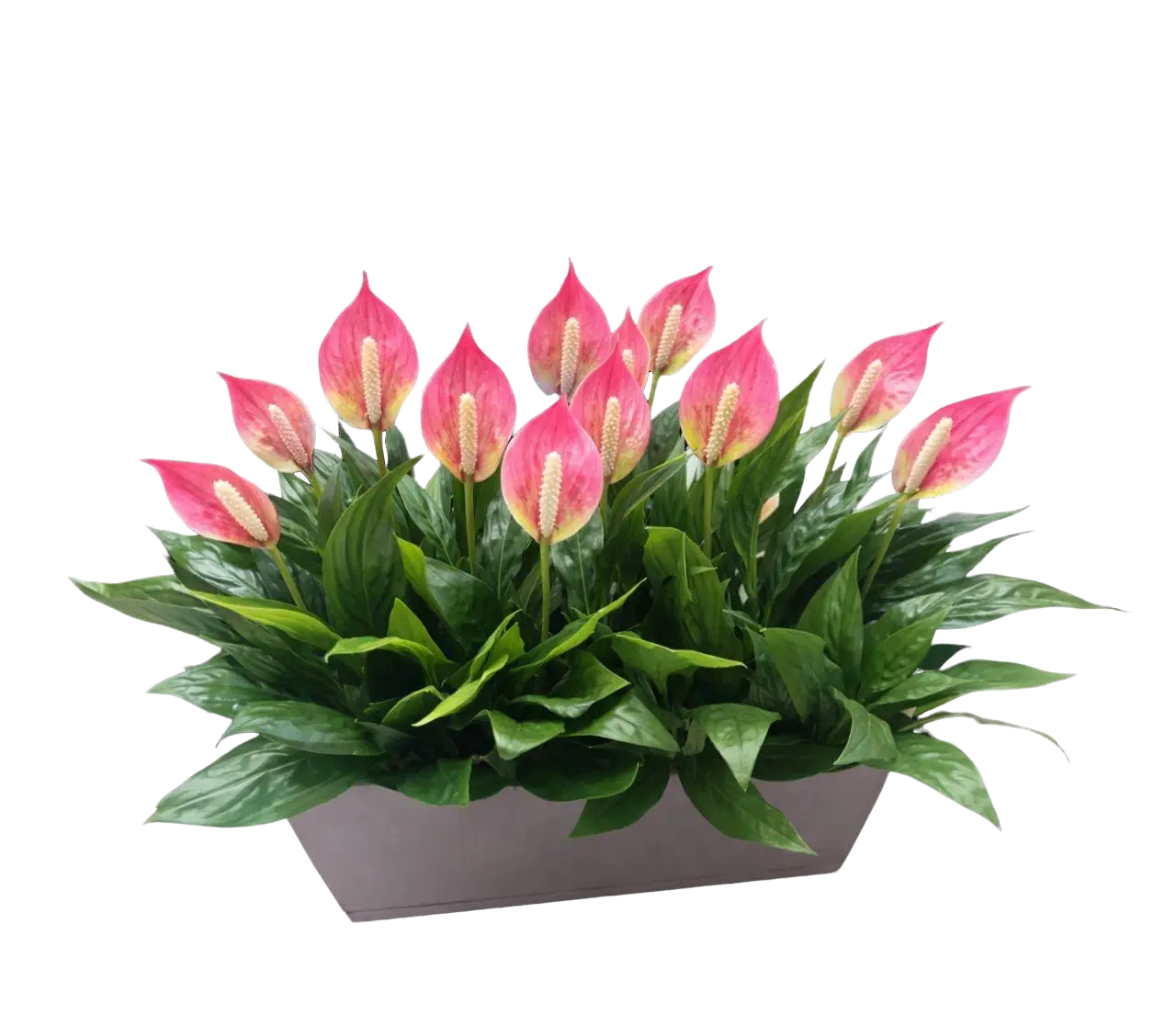 Artificial 55cm Peace Lily bush in a rectangular pot, ideal for home decor, garden, or events by Alton Flowers.