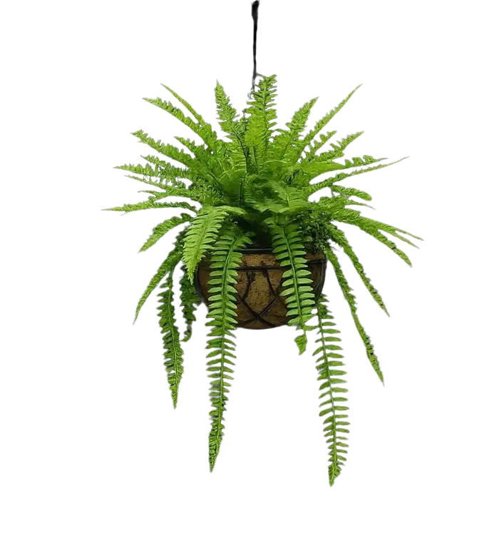 Hanging Polypody Fern plant in a pot by Alton Flowers, lush green fern with delicate fronds in a hanging container.