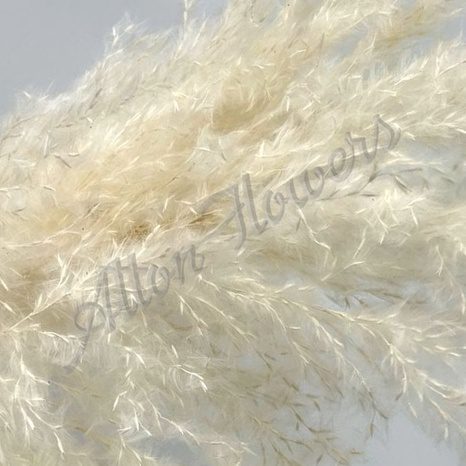Pampas Grass Jumbo Naturally Dried Fluffy Grass for Home Decoration Aplant383