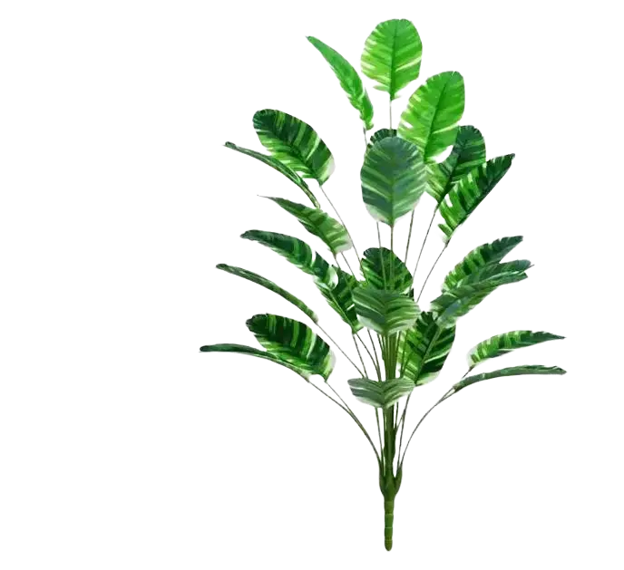 24-Leaf Traveler’s Banana (Albino Type) Afoil255-2