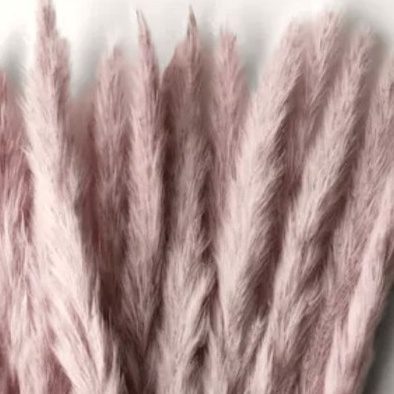 (Mini) Naturally Dried Pampas Grass 70cm Home Decoration Flower Arrangement Reed Bouquet Birthday Gift Aplnt648