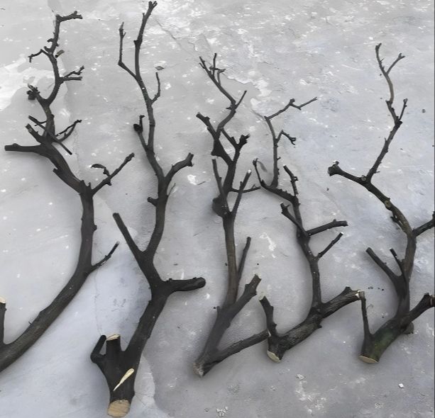 Natural Wood Branch Aesthetic Forked Keel for Home Vase Decor