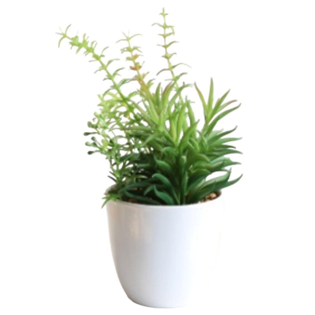 28cm Plant succulent mixed, indoor, office, house decor. Aplant643