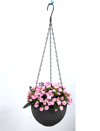 Flowers Alyssum arranged in a plastic hanging pot artificial, home, décor, flower AAA463