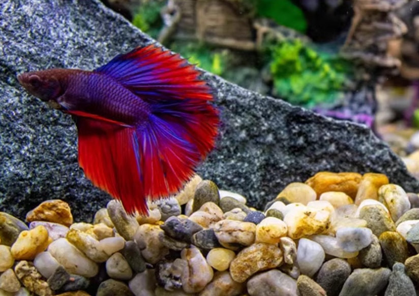 Natural Decorative Stones (Natural Raw Stone) 0.4 to 0.8cm in sizes. Aacc186-14 0.4 to 0.8cm Bean Stones