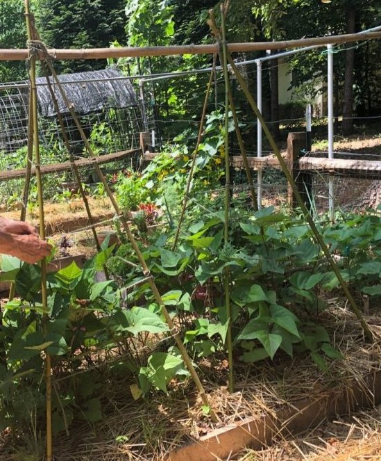 Pole bamboo Trellis expandable, gardening, garden, plants Aacc200