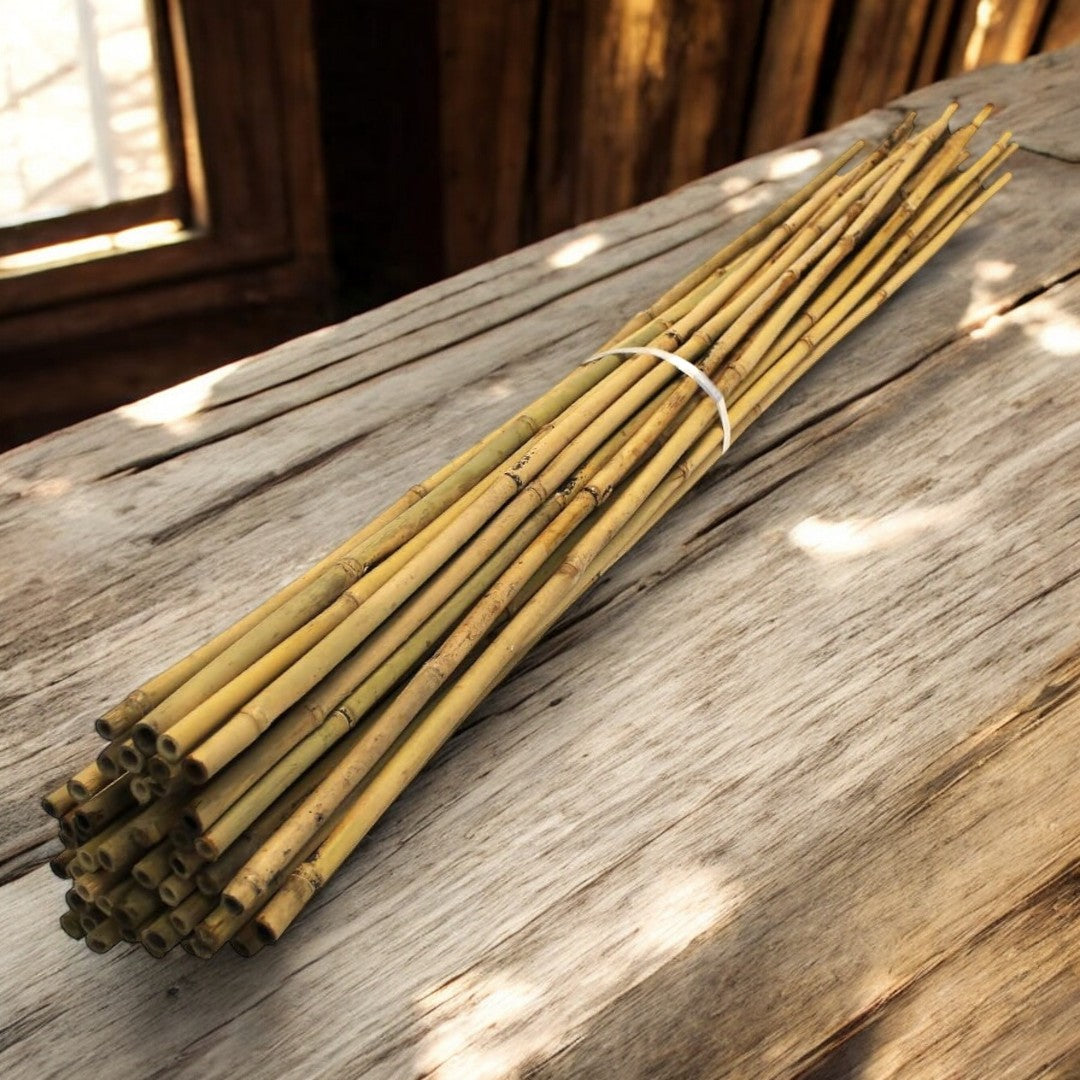 Natural dried bamboo pole, 145cm heavy-duty garden plant support stake by Alton Flowers, ideal for supporting garden plants.
