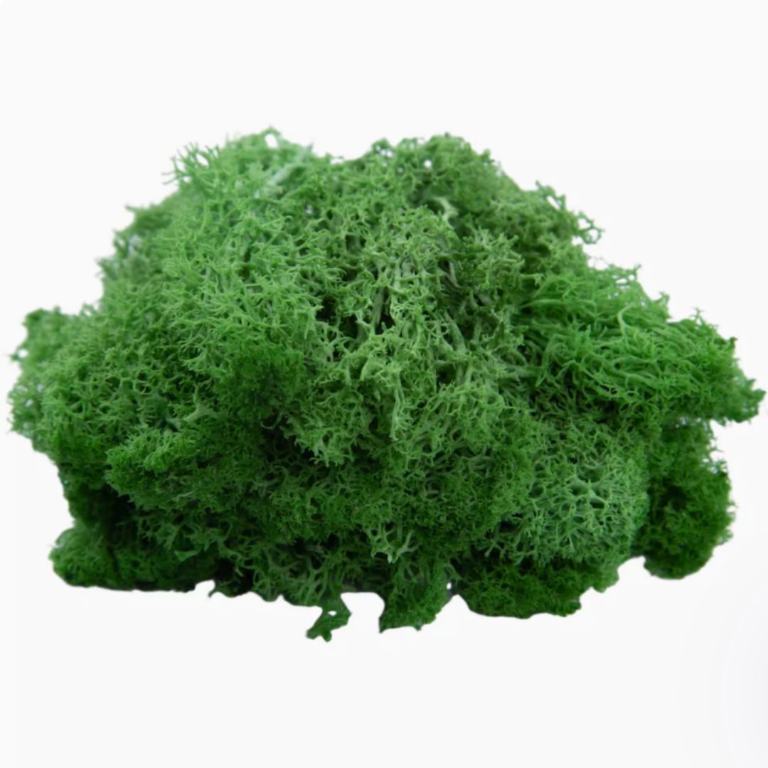 Moss Natural, decoration, home decor, events Aacc353