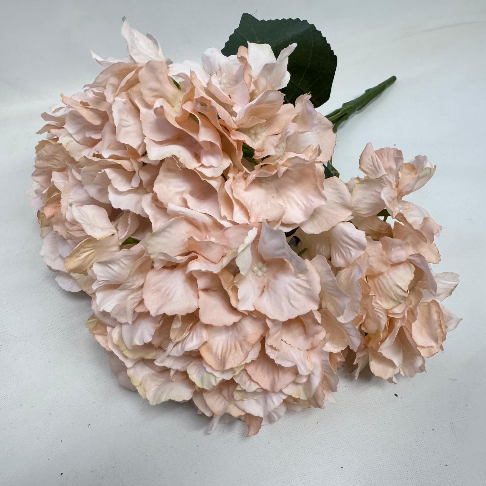 Hydrangea Bush x 5 flowers head per bush Afaux103