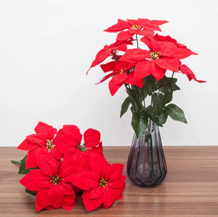 Afaux621 Poinsettia 1