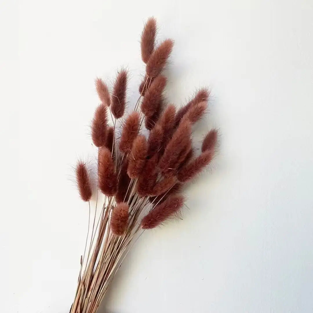 Flowers Bunny Tails (Dried flowers) home decor, events Afaux678