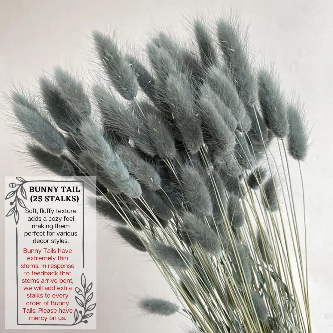 Flowers Bunny Tails (Dried flowers) home decor, events Afaux678