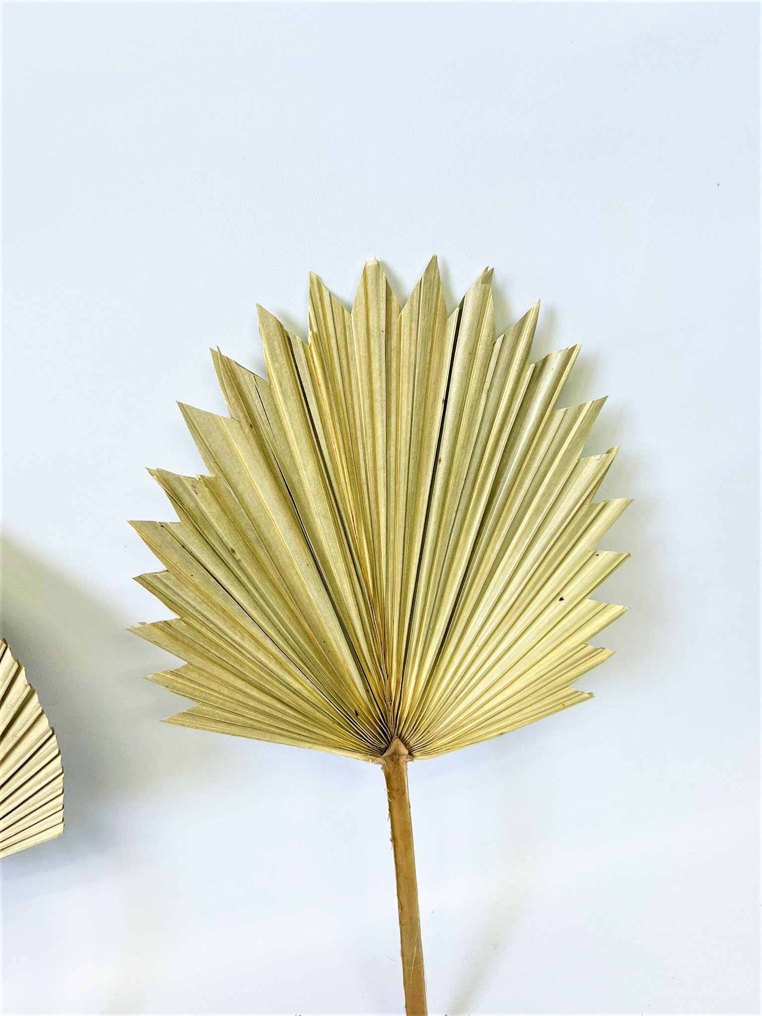 Flower Dried Fan Palm Leaf Afaux699