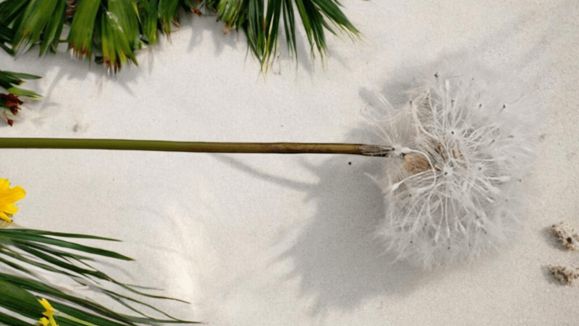Artificial Dandelion Stems – 65cm Faux Dandelion Puff Flowers Afaux798