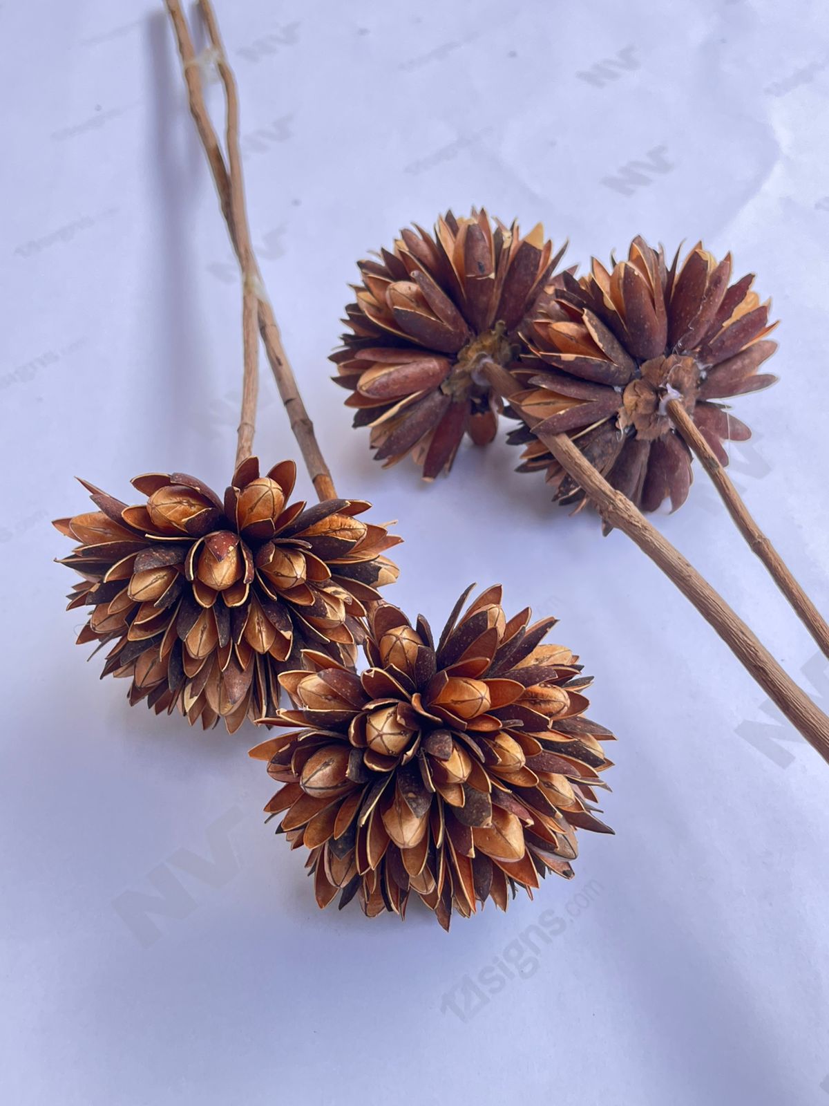 Dried Flowers for home decor, events Afaux807