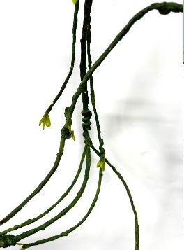 Artificial Vines, Branches, flowers, arrangement, home decor, garden Afoil0117