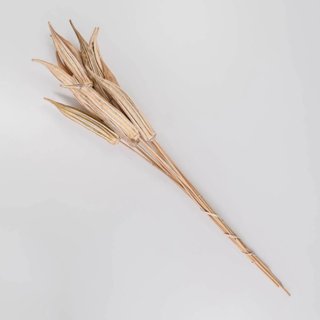 Dried Okra Pods (5 Sticks ) on Stems 60cm: Rustic Decor with a Natural Touch Afoil0130