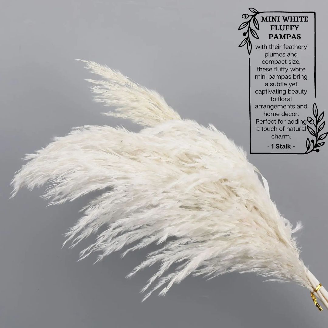 Dried Mini Fluffy Pampas Bleached color, flower arrangement, home decor, events Afoil029 Bleached