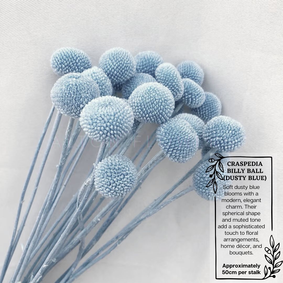 Dried Craspedia Billy ball (5 Stalks) Afoil032