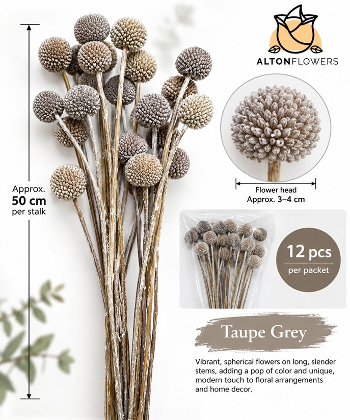 12-piece dried Craspedia Billy Ball flowers in taupe grey, arranged in a natural bouquet by Alton Flowers.