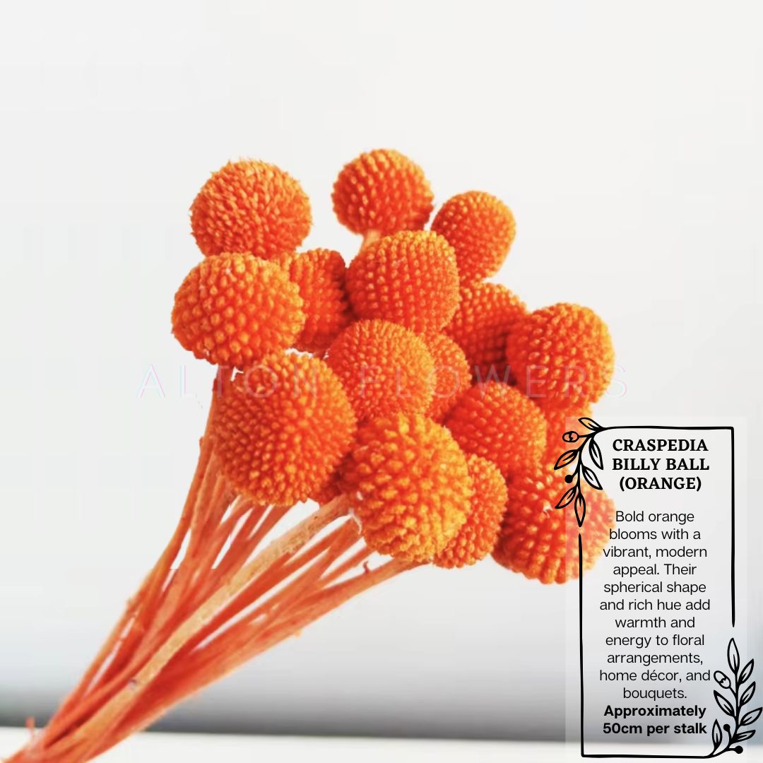 Dried Craspedia Billy ball (5 Stalks) Afoil032