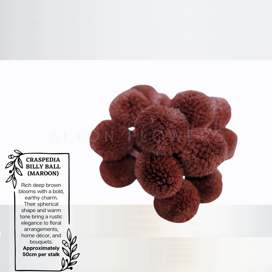 Dried Craspedia Billy ball (5 Stalks) Afoil032