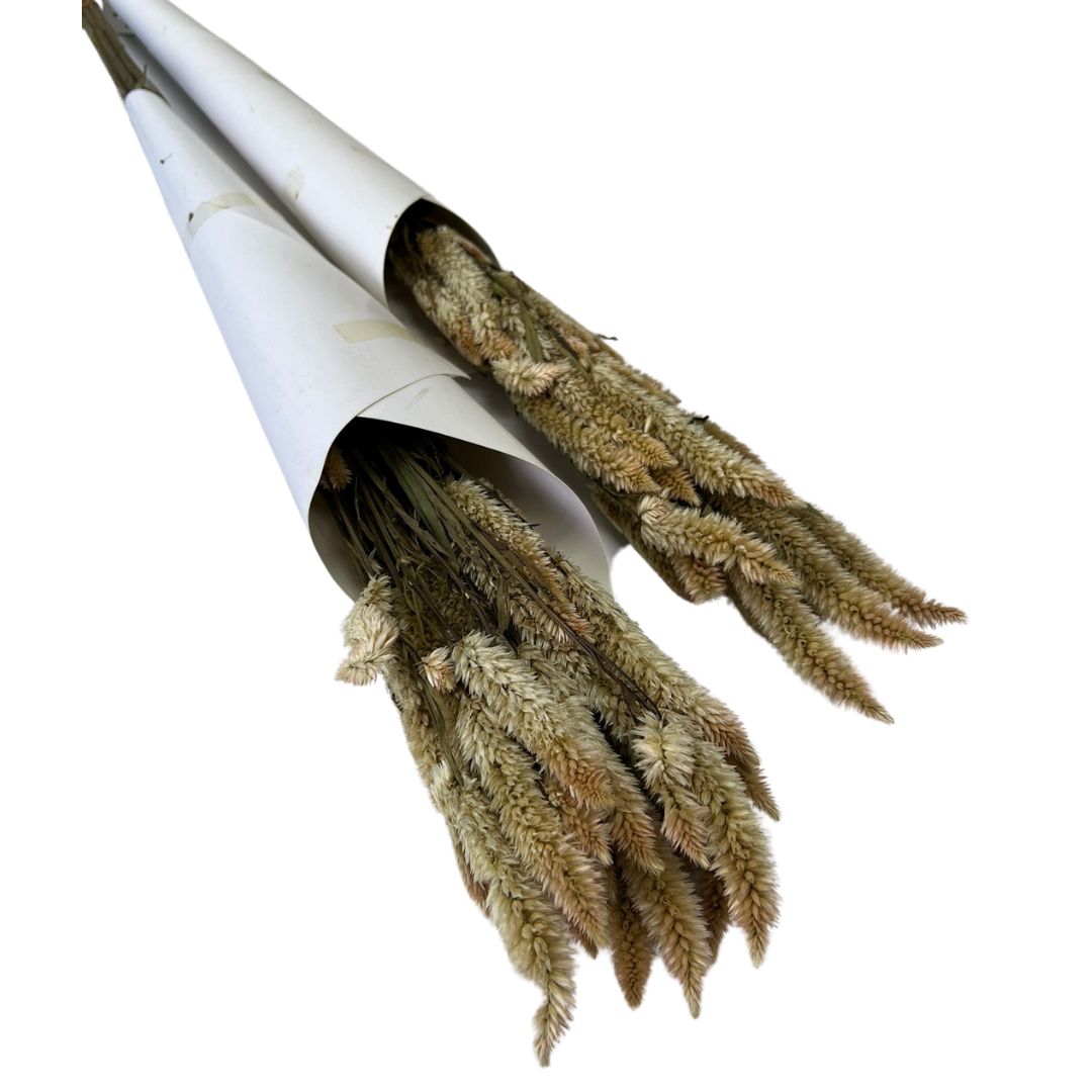 Dried Sago Flowers (50g), preserved, home decor, events Afoil038