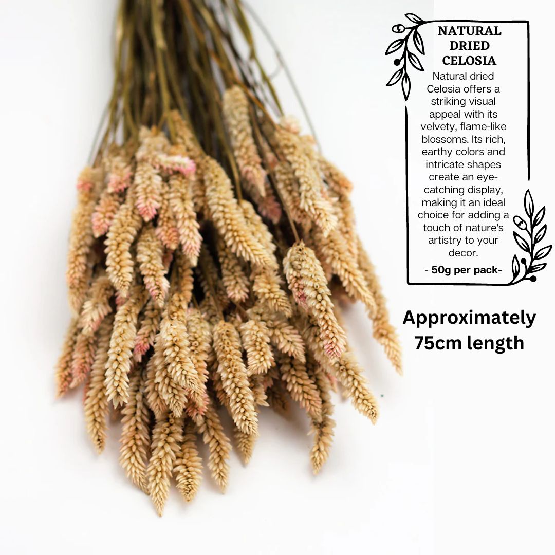 Dried Sago Flowers (50g), preserved, home decor, events Afoil038