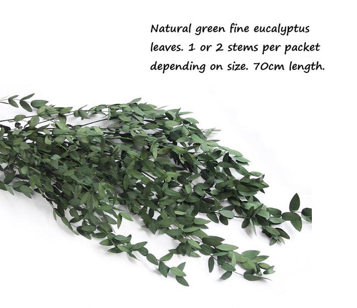 Preserved green eucalyptus parvifolia leaves stems for a home decor arrangement.