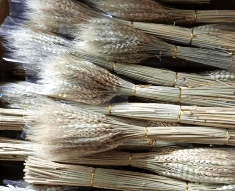 Dried Wheat Dry Flowers (60 Stalks) Wheat Bush, flower, home deco, events, garden Afoil090