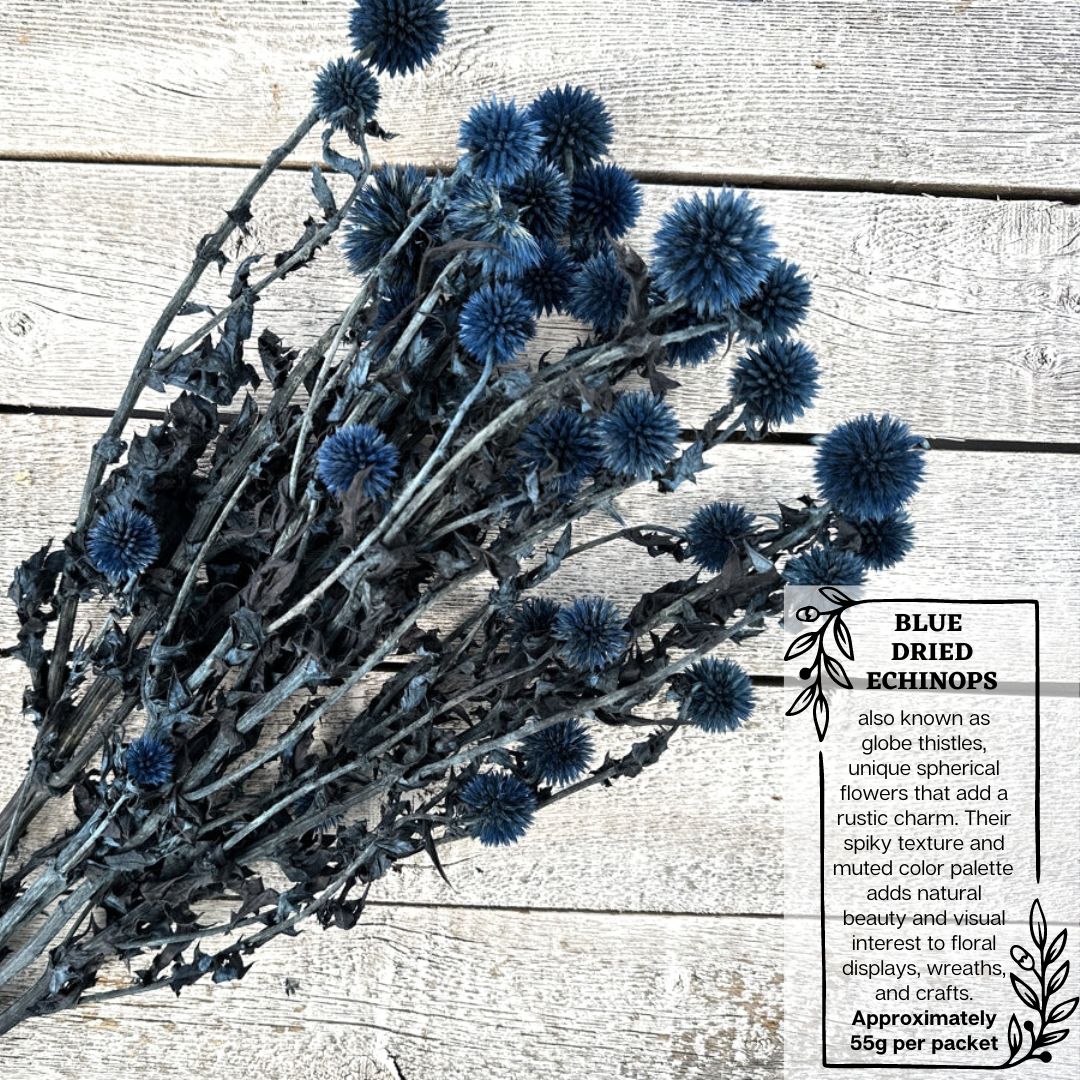 Natural Dried Echinops Globe Thistle (55g) Dried Flower Decoration Afoil145