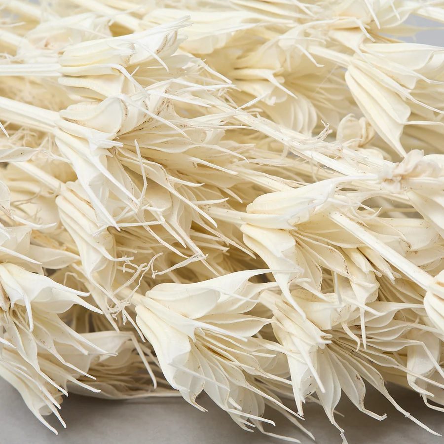 Dried Nigella Orientalis