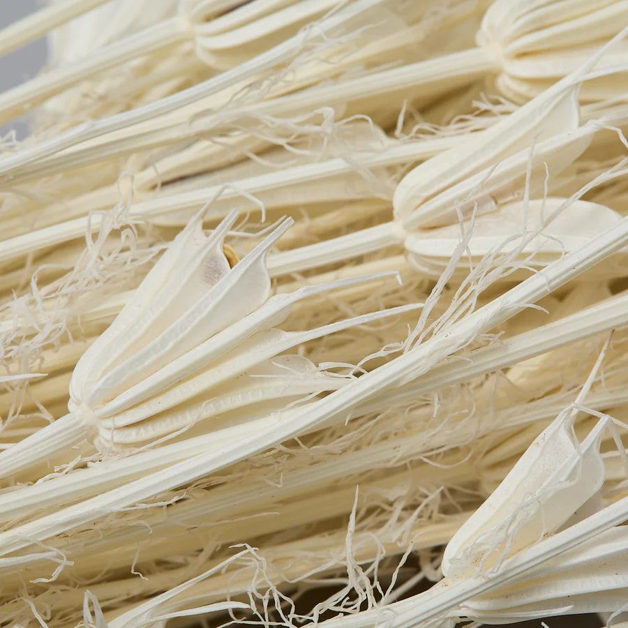 Dried Nigella Orientalis