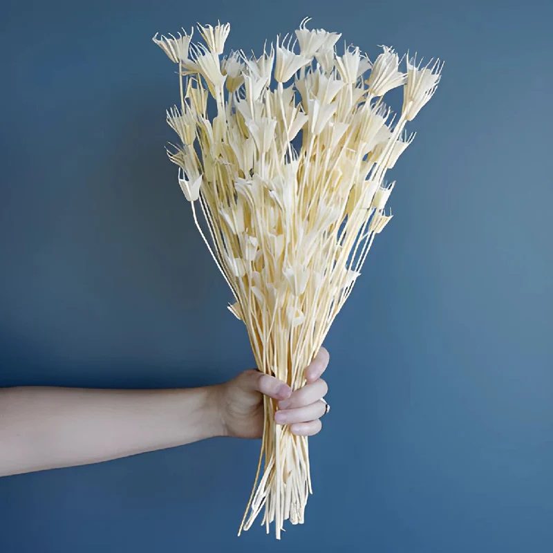 Dried Nigella Orientalis