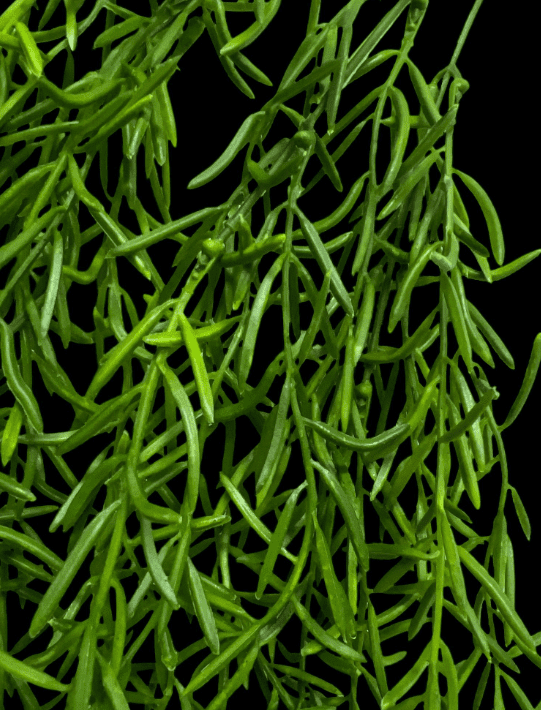 Artificial Plants, Shrubs, Foilages for Home decor, events, offices, Afoil189