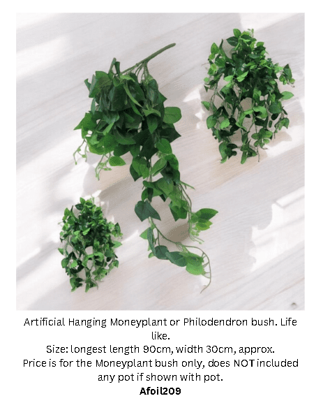 Plant Hanging Moneyplant (all green) Bush, philodendron, home decor, events. Afoil209
