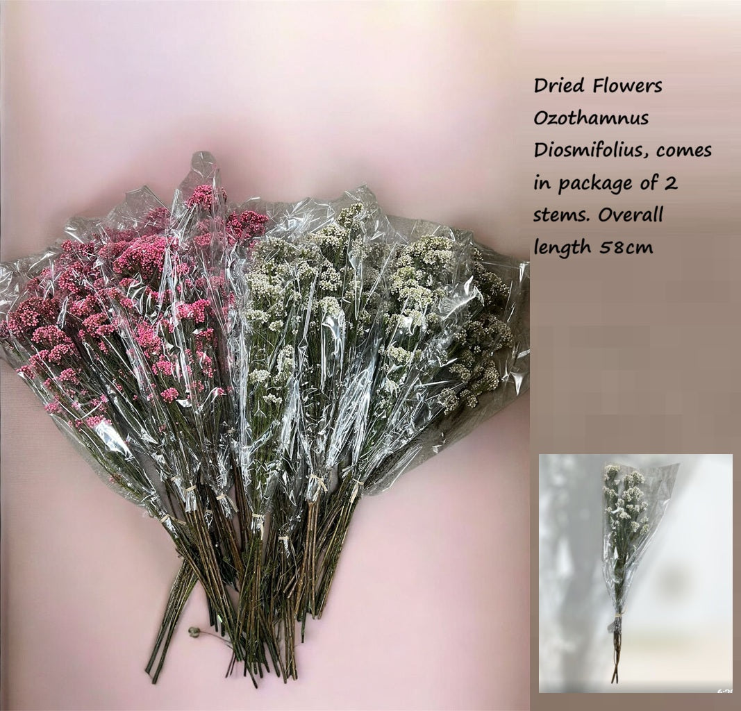 Two large bouquets of dried Ozothamnus Diosmifolius flowers, one pink and one green-white, each containing multiple packages of 2 stems with an overall length of 58cm.