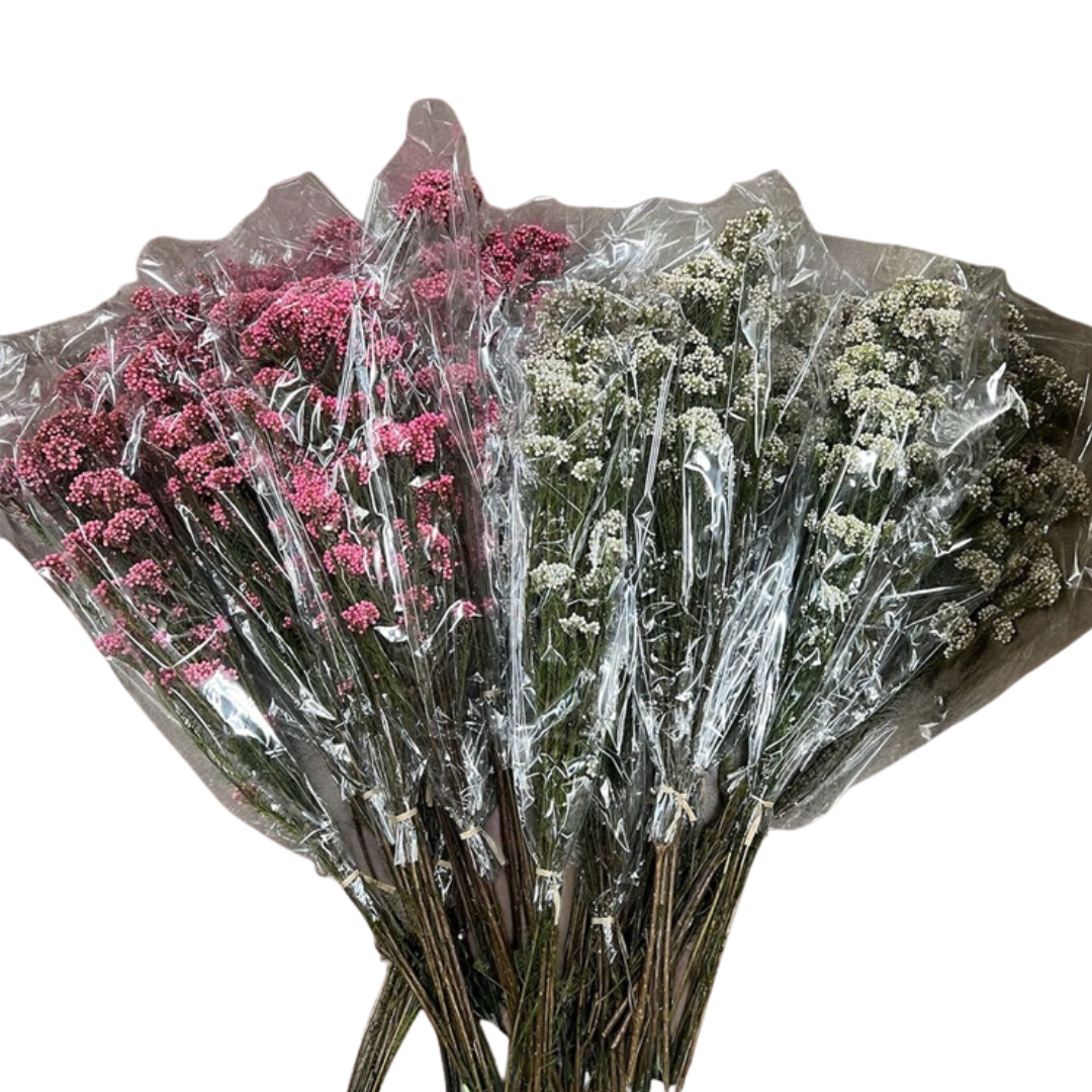 Bundles of preserved Ozothamnus diosmifolius rice flowers in pink and green colors, wrapped in clear plastic.