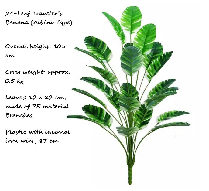 24-Leaf Traveler’s Banana (Albino Type) Afoil255-2