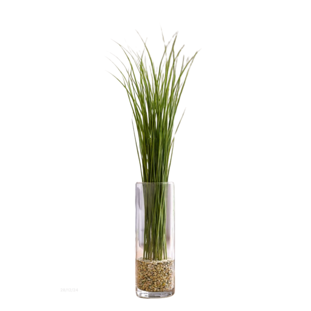 Natural Bear Grass Dry Leaves | Dry Flowers | Dried Leaves Afoil276-1