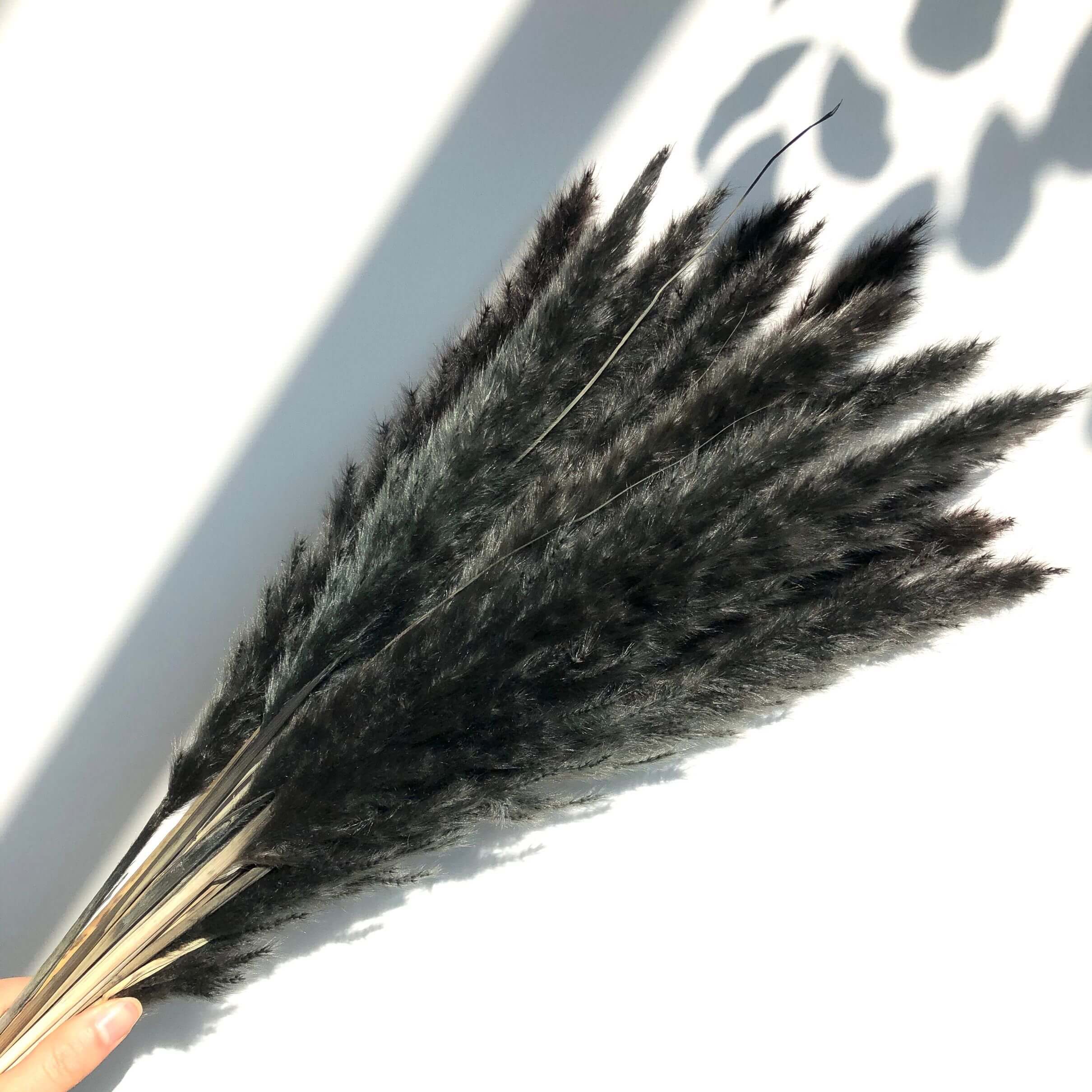 (Mini) 15stalks Naturally Dried Pampas Grass 70cm Home Decoration Flower Arrangement Reed Bouquet Birthday Gift
