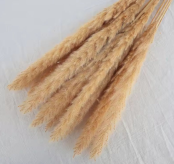 (Mini) 15stalks Naturally Dried Pampas Grass 70cm Home Decoration Flower Arrangement Reed Bouquet Birthday Gift