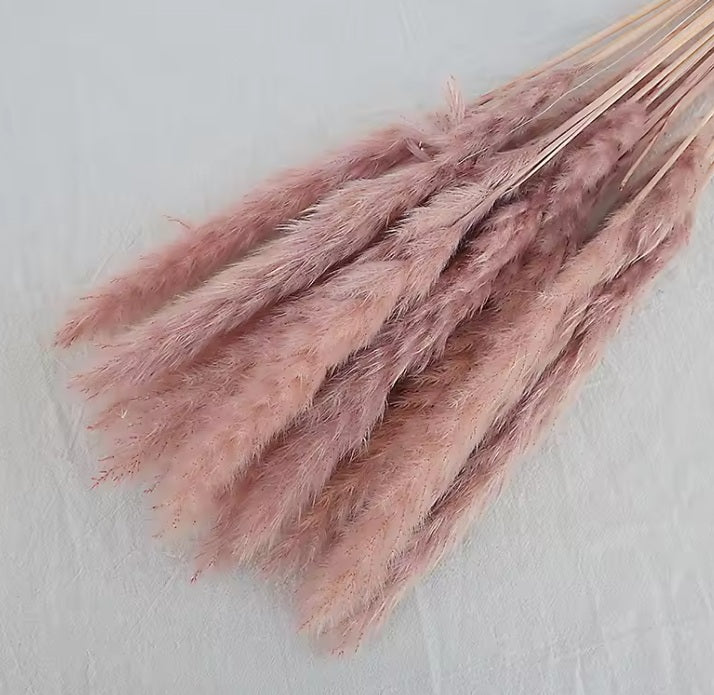 (Mini) 15stalks Naturally Dried Pampas Grass 70cm Home Decoration Flower Arrangement Reed Bouquet Birthday Gift