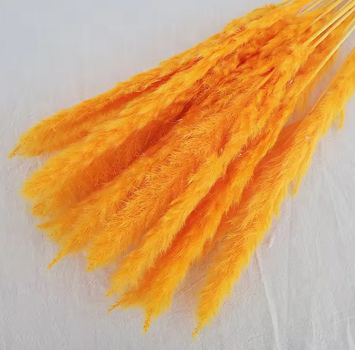 (Mini) 15stalks Naturally Dried Pampas Grass 70cm Home Decoration Flower Arrangement Reed Bouquet Birthday Gift